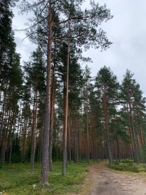 Ormanda bir patika var. Ağaçlar uzun ve yeşildir. Gökyüzü bulutlu.