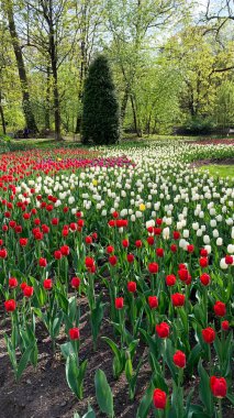 Kırmızı ve beyaz laleler. Birçok kırmızı lale ve birkaç beyaz lale var.