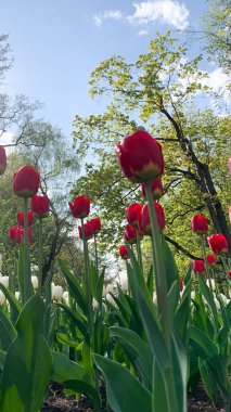 Kırmızı ve beyaz laleler. Kırmızı çiçekler ön planda ve beyaz çiçekler arka planda.