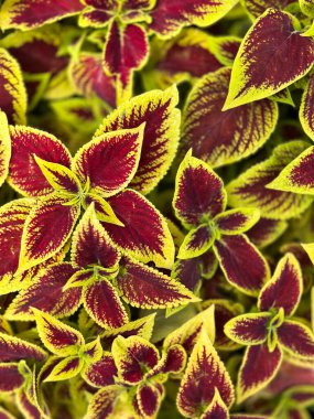 Kırmızı ve sarı yapraklı bir bitkiyi kapat. Yapraklar birbirine çok yakın ve renkler çok canlı.