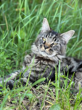 Kedi çimlerin üzerinde uzanıyor, kameraya bakıyor. Kedi bir tekir ve siyah beyaz çizgili deseni var.