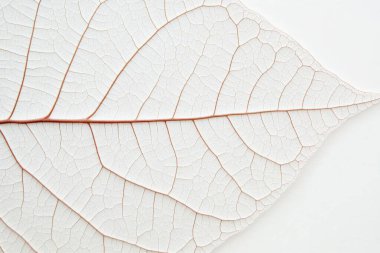 Beyaz arkaplanda soyut bir yaprak