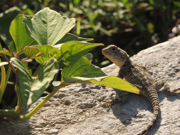 Bir kertenkele, kuzey İsrail 'deki dağlarda bir kertenkele taşının üzerinde oturuyor.