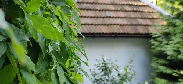 Güzel botanik fotoğrafı, doğal duvar kağıdı.