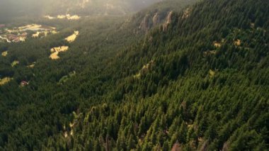 Büyük çam ormanlarında uçan İHA 'nın 4K görüntüsü
