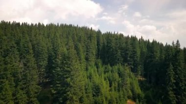 4K 'da çam ormanının üzerinde uçuyor.