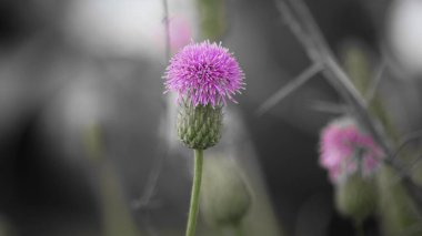 Blurred pink Blessed milk thistle flower, close up, shallow dof. Silybum marianum herbal remedy. Medical plants. Cardus marianus, Marian Thistle, Mary Thistle, Saint Mary's Thistle. clipart