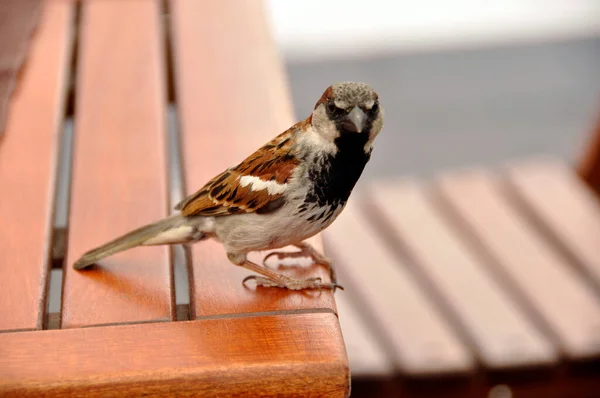 Sparrow Wooden Table Waiting Food — Stock Photo, Image