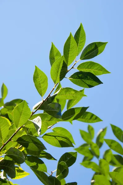 Mavi gökyüzünün arka planında bulutsuz kiraz dalları. 