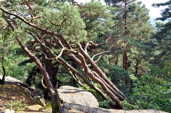 Gekantelde Dennenbomen Tegen Achtergrond Van Rots — Stockfoto