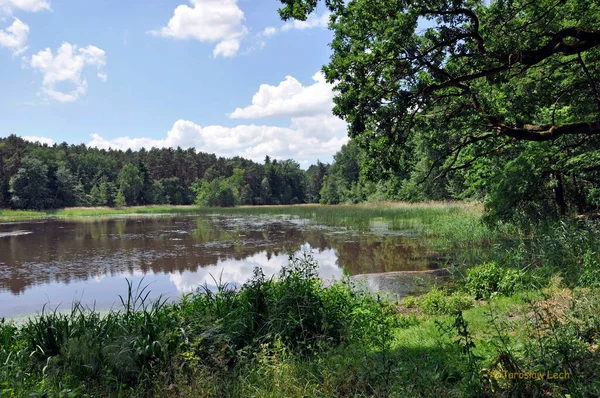 Pond Hubertus Park Dendrological Garden Lipno Poland — Stock Photo, Image