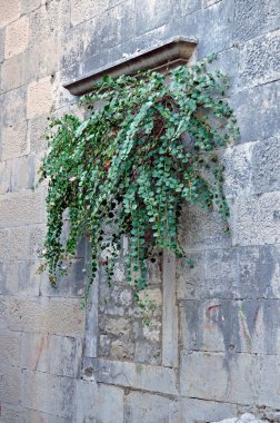 Dikenli çiçek saksılarının (Capparis spinosa) yerleştirildiği, tuğladan yapılma pencereli tarihi bir duvar parçası. Omis, Hırvatistan.