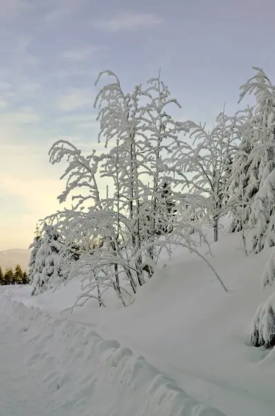 在冬日的光环里 有几棵落叶落叶的树阴下 覆盖着白雪和霜冻 背景是蓝天 部分上覆盖着小云 — 图库照片