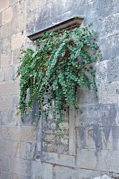 Fragment Historic Wall Bricked Window Cornice Which Flowerpots Hanging Thorn — Stock Photo, Image
