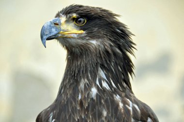 Falconry 'deki bozkır kartalının portresi Kezmarok, Slovakya' daki ELRO halk sanatları fuarında sergileniyor..