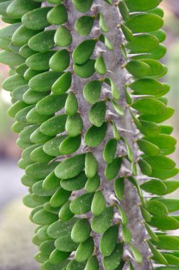 Alluaudia procera succulent shoot in the Cactus Garden, Lanzarote, Kanarya Adaları, İspanya.