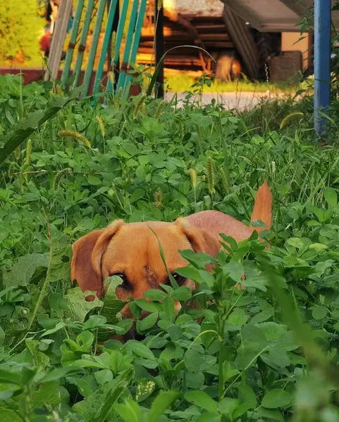 Roztomilý Pes Zahradě — Stock fotografie