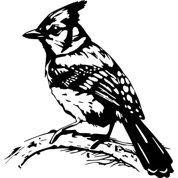 Blue Jay Bird Rama — Vector de stock