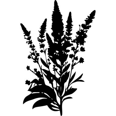 Lavanta Çiçeği Çiçeği Çiçek Sprig