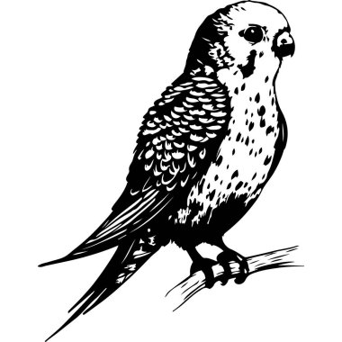 Muhabbet Kuşu Dalda Oturuyor