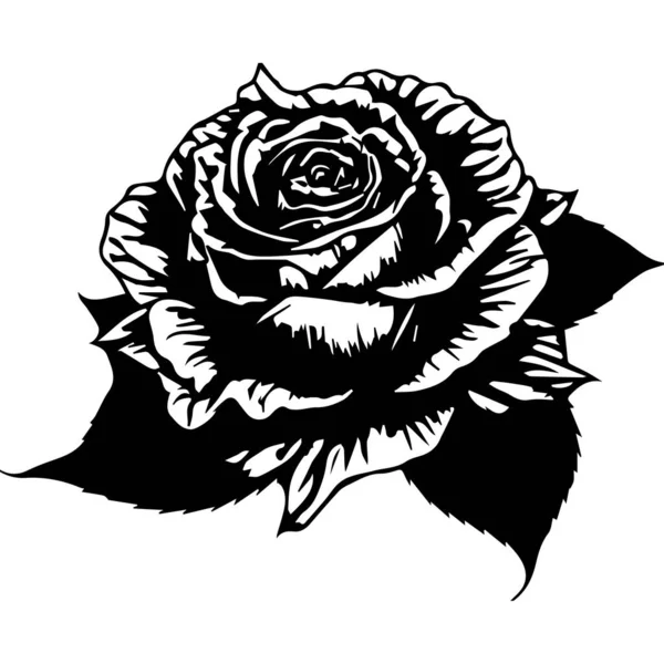 Realistyczny Kwiat Róży Kwiat Kwiatowy — Wektor stockowy