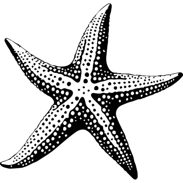 stock vector Realistic Starfish Ocean Sea Creature