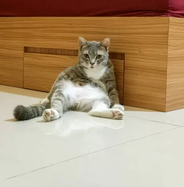Adorable fat cat is enjoying leaning back