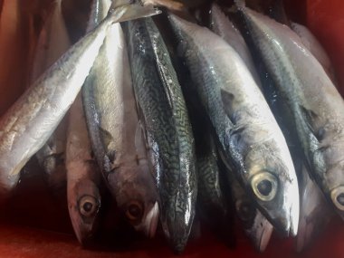 Geleneksel bir pazarda sergilenen uskumru yığınları