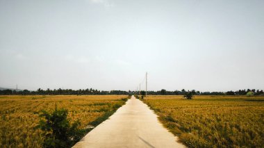 Hasattan sonra pirinç tarlalarının sararmasına bir bak.