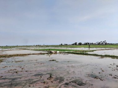Sel Altındaki Pirinç Tarlaları Endonezya 'nın Kırsal Bölgesine Yerleşmeye Hazırlanıyor