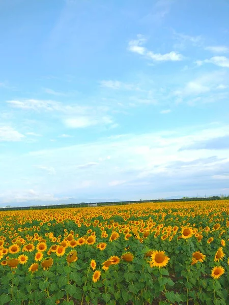 许多向日葵 乌克兰 外喀尔巴塔利亚 美丽的风景 — 图库照片