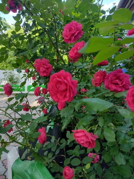 Verano Una Rosa Roja Florece Patio Casa Ucrania Pueblo — Foto de Stock