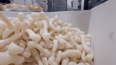 Biscoito de polvilho denilen Brezilya nişasta bisküvisi.