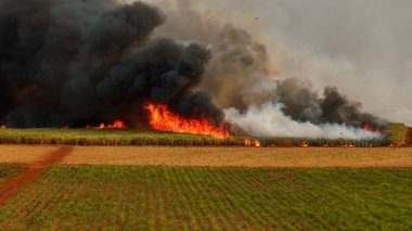 Şeker kamışı ateş tarlası dumanı