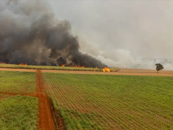 stock image Sugar cane Fire plantation smoke