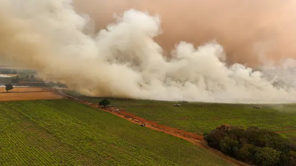 stock image Sugar cane Fire plantation smoke