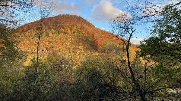 Ağaçlar ve ormanlarla dolu sonbahar manzarası