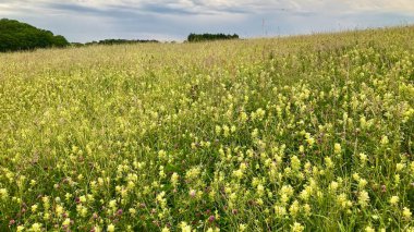 Güzel botanik çekimi, sarı ve yeşil çayır