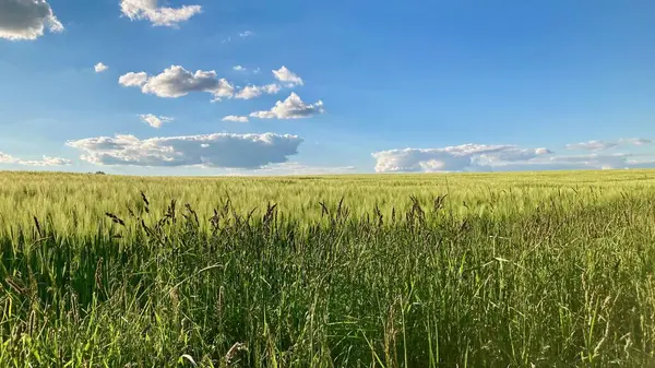 Yeşil-sarı yaz tarlası Harika mavi gökyüzü