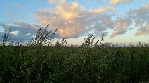 Kırmızımsı bulutlu çayır