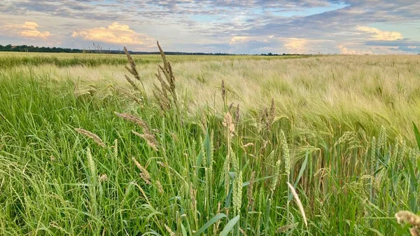 Etkileyici gökyüzü olan yeşil çimenler.