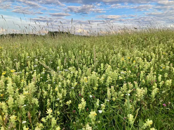 Mavi ve bulutlu gökyüzü ile tarlada güzel çiçekler
