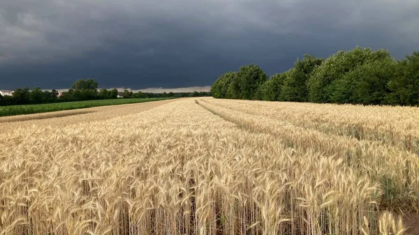 Fırtınadan sonra buğday tarlası