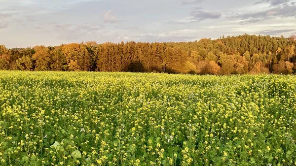 Sarı çiçekli güzel bir manzara.