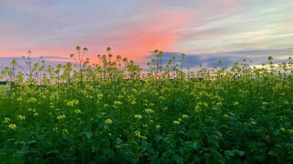 Yeşil ve sarı tarlalı güzel gün batımı