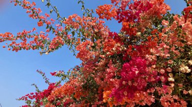 Tenerife adasında çiçekler