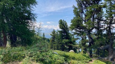Valais, İsviçre kantonunda ağaçlarla güzel bir manzara.