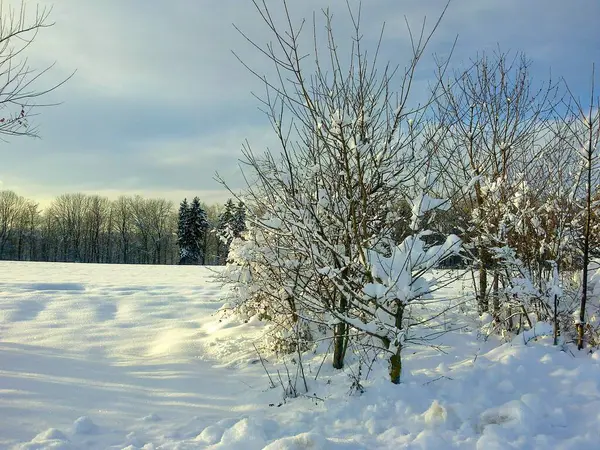 Mavi-beyaz gökyüzü olan kış manzarası