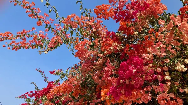 Tenerife adasında çiçekler