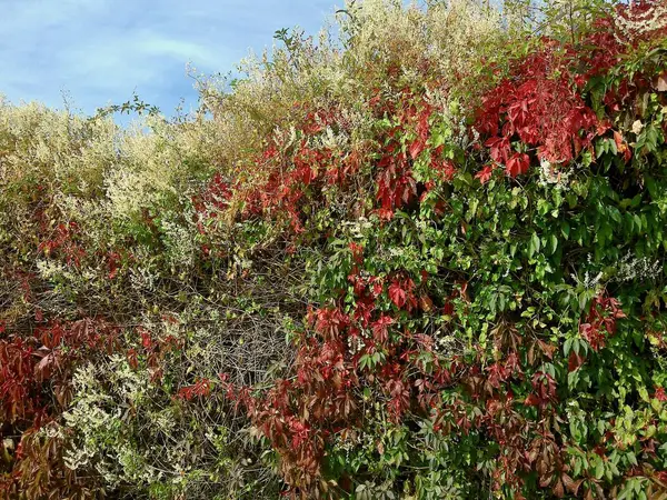 Düğüm ve kırmızı yapraklı güzel bir sonbahar çiti.